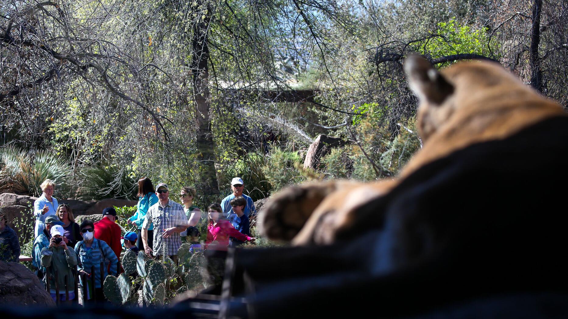 Desert Museum, Bisbee library win national medals - Vimarsana News