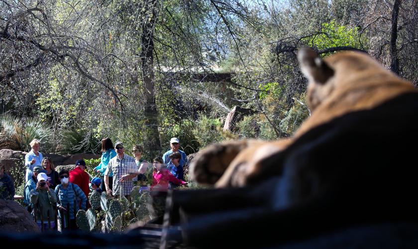 Tucson's Desert Museum, Bisbee library win national medals for community service