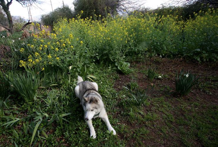 Rillito Bend Neighborhood garden tour