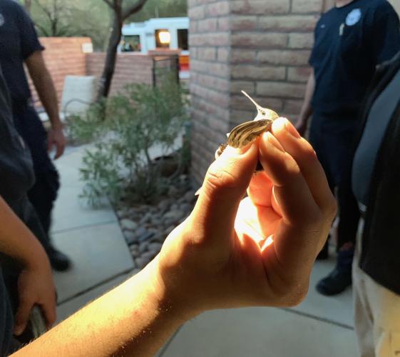 Firefighters rescue hummingbird
