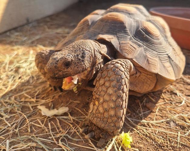 Sonoran desert tortoise Nayla