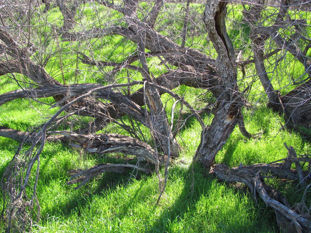 Catalina State Park