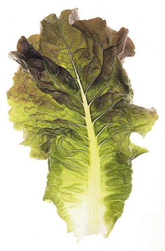 Traditional bitter herbs  