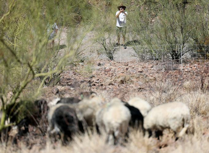 Fight against buffelgrass on 'A' Mountain has weed warriors counting sheep