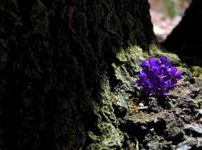 Agua Caliente Elementary School photos