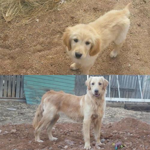 Happy National Dog Day!