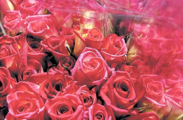 No-frills flowers provide a sweet deal in Tucson  