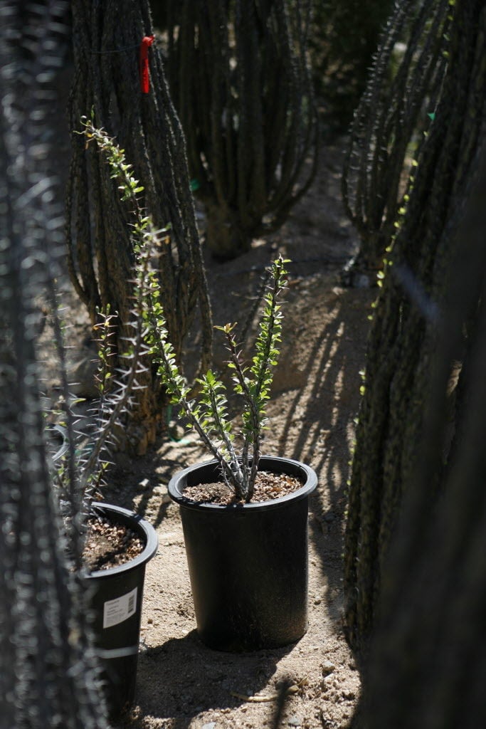 Cactus 'Fish Hook' 4 – Urban Sprouts