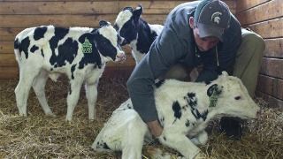 Triplet heifers doing well at dairy farm in western Michigan