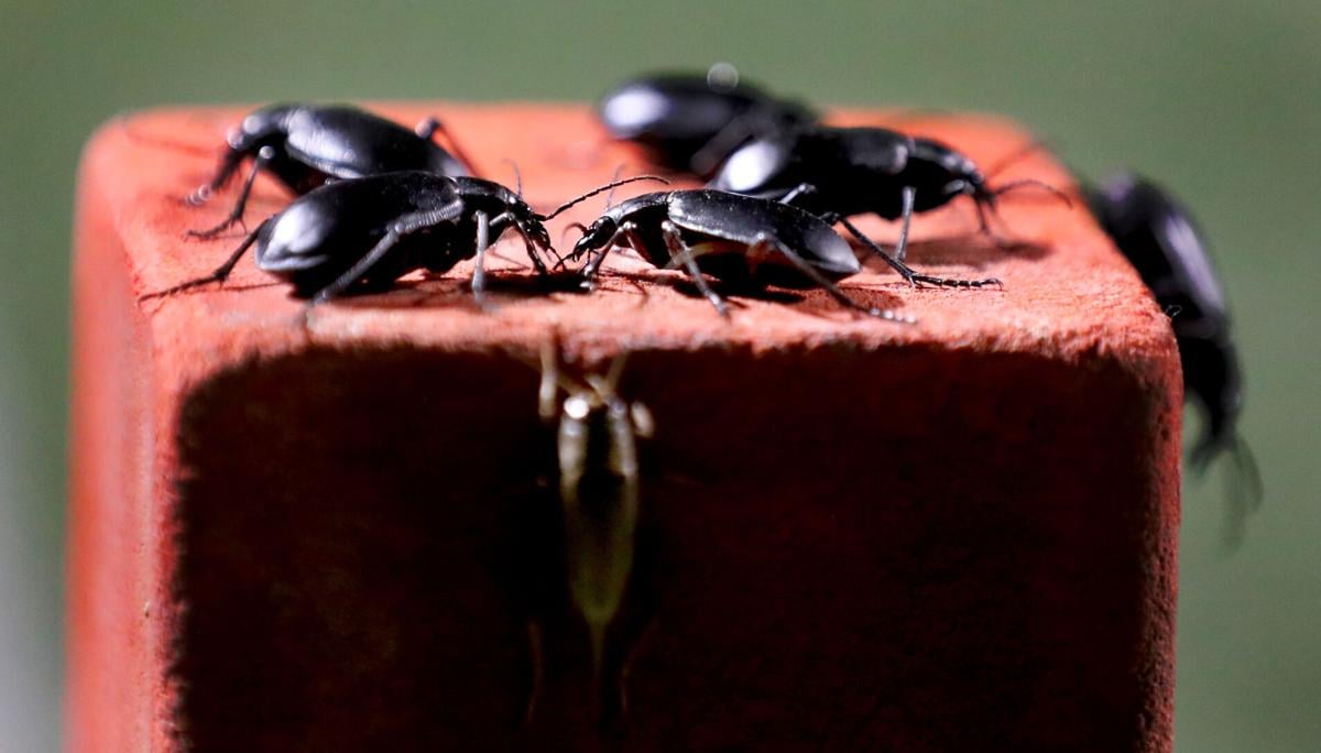 Wet year leads to invasion of stinky black beetles