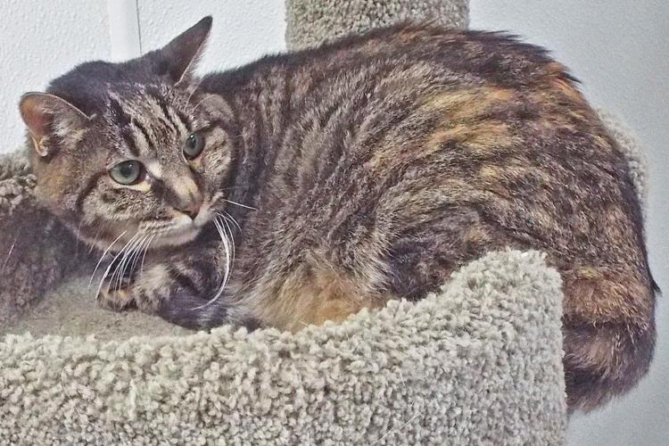 Adopt a friend: Hattie Mae