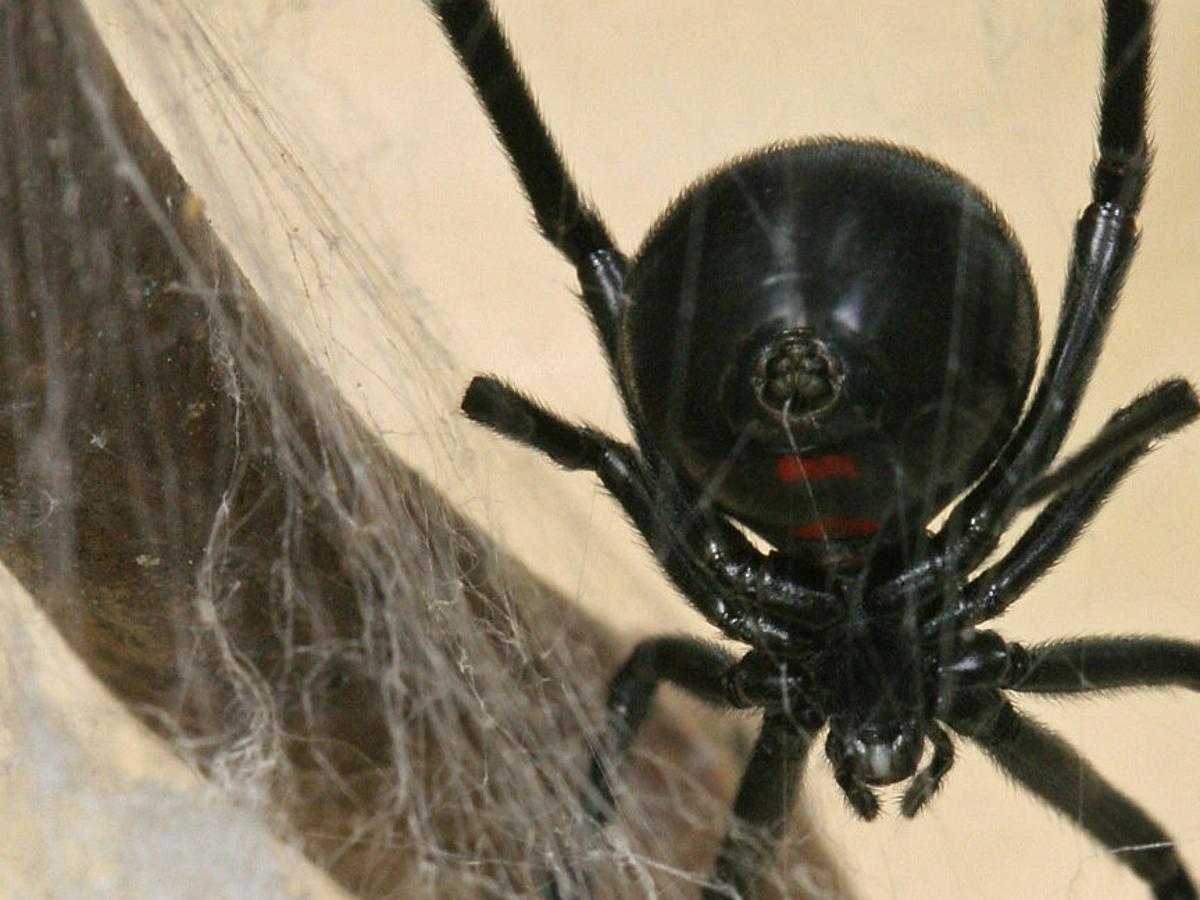 Difficulty With Black Widow Spiders Tucson Com Difficulty With Black Widow Spiders Tucson Com