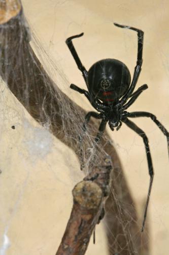Garden Sage - black widow spider