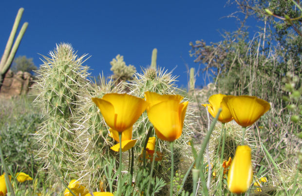 Southwest wildflowers