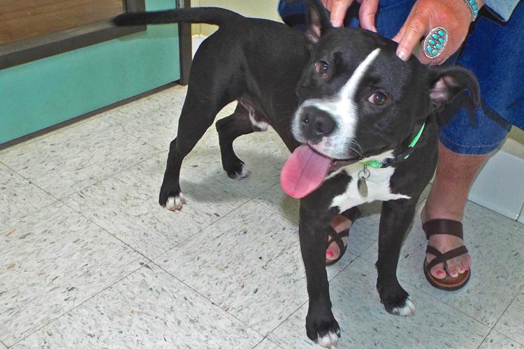 Adopt A Friend: Lloyd