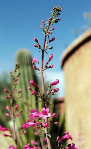 Advice by John P. Begeman: Pretty penstemons  