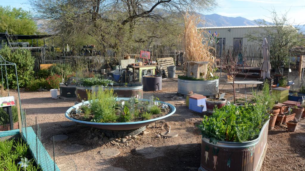 Container Gardening In The Desert Heat, Desert Landscaping Tucson