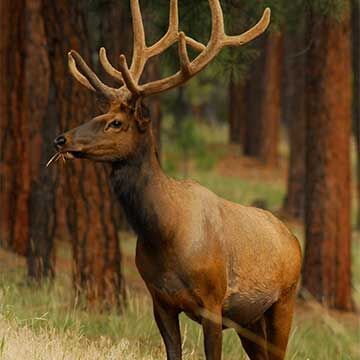 Special elk hunt permit-tag opportunity