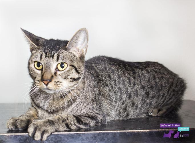 Adopt A Friend: Colette