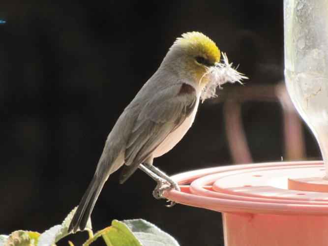Probable-female-Verdin-with-nesting-feathers.JPG