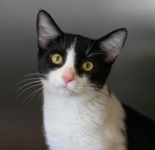 Adopt A Friend: Muffin