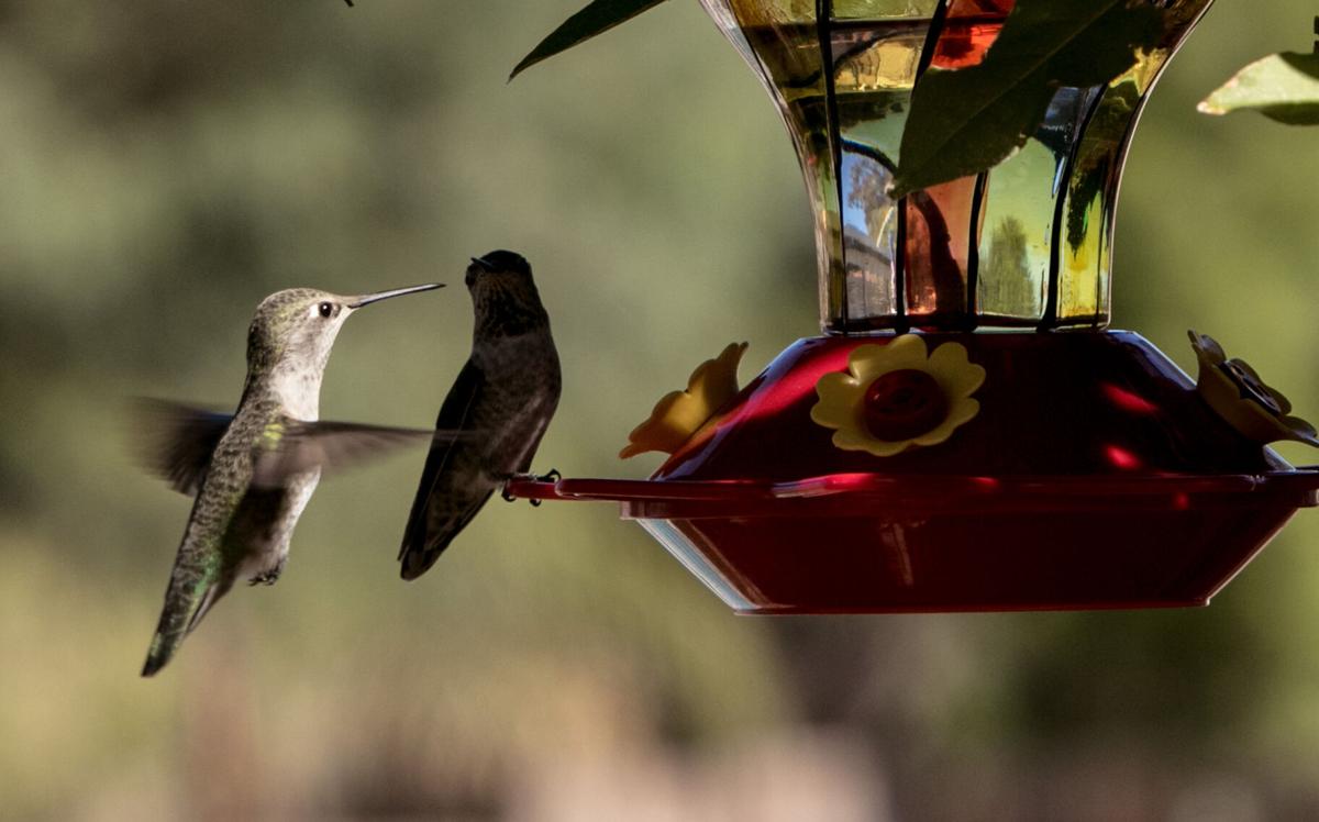 Hummingbird feeder