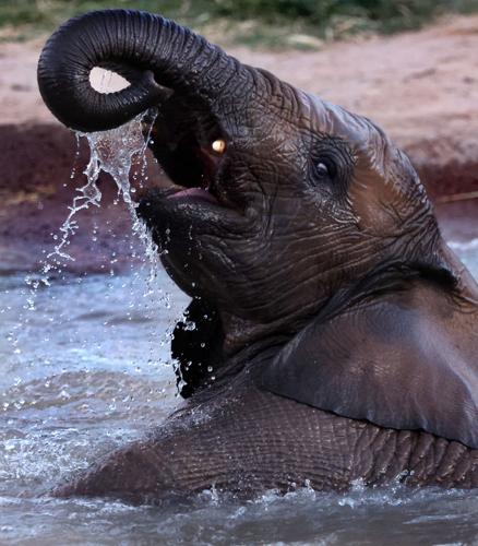 Reid Park Zoo's 'Safari Nights' begin