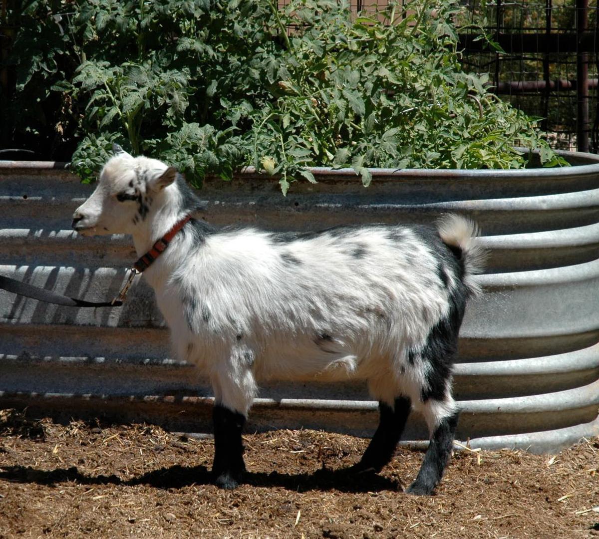 What Should I Do About Weeds in the Pasture?