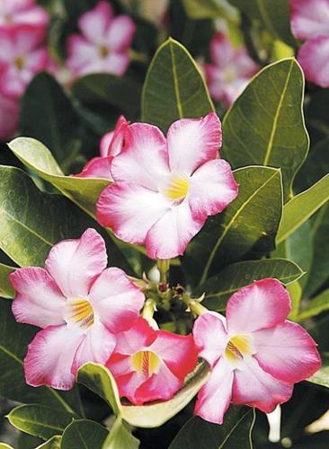 Neto's Tucson by Ernesto Portillo Jr. : Rare plants have a rare champion  