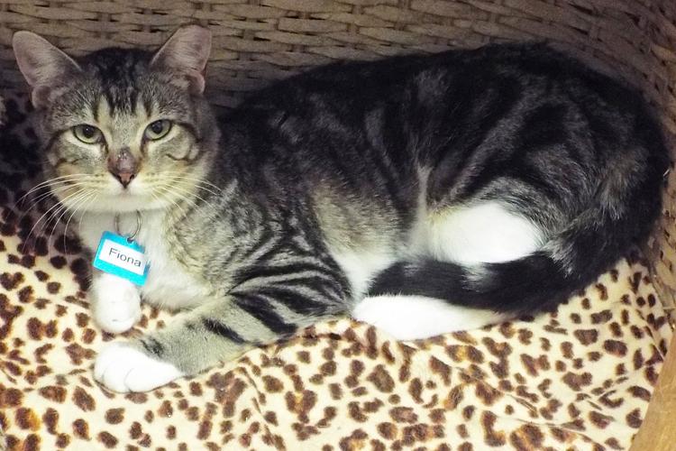 Adopt A Friend: Fiona