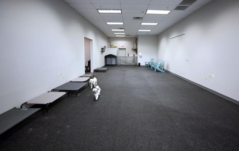 Dogs can run around off leash rain or shine at Tucson park tucson