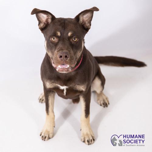 Adopt a friend: Brun