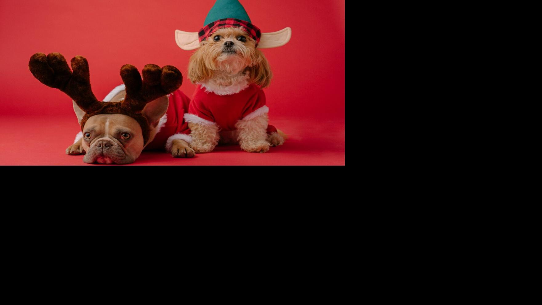 dogs dressed up for christmas Rosewood Fun, Festive, Christmas Santa Claus Dog Dress Up Costume With  Santa Hat