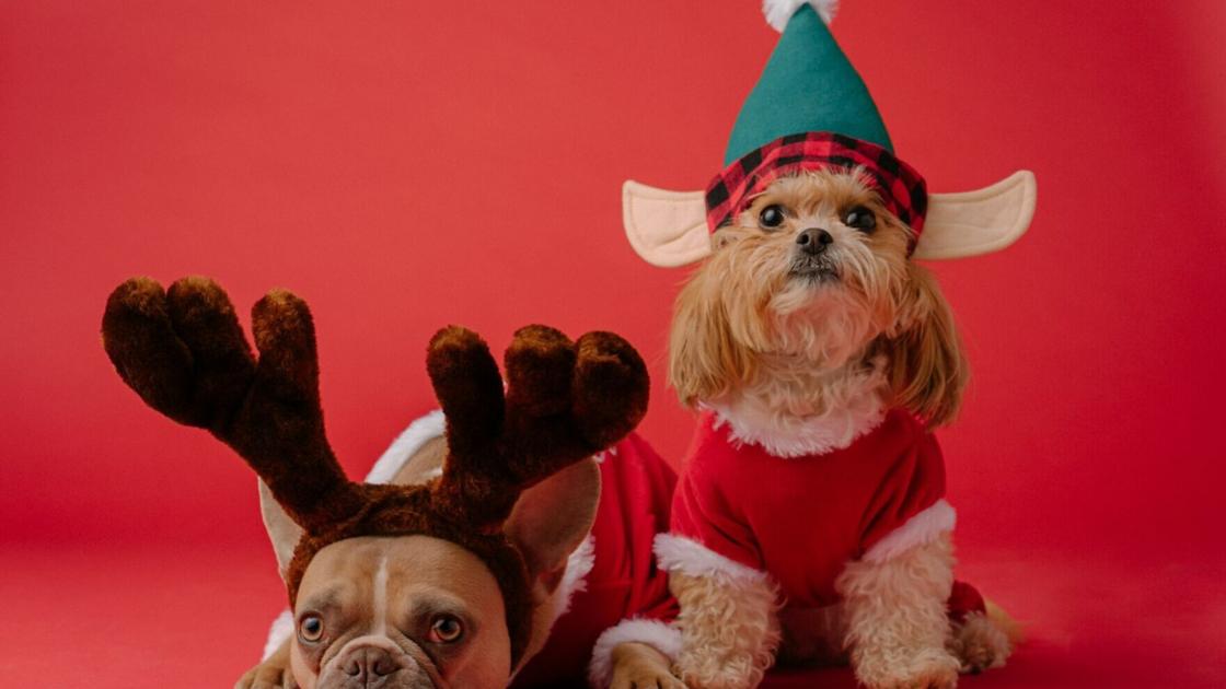 dogs dressed up for christmas Rosewood Fun, Festive, Christmas Santa Claus Dog Dress Up Costume With Santa Hat