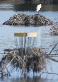 Marana exits sweeping river restoration plan