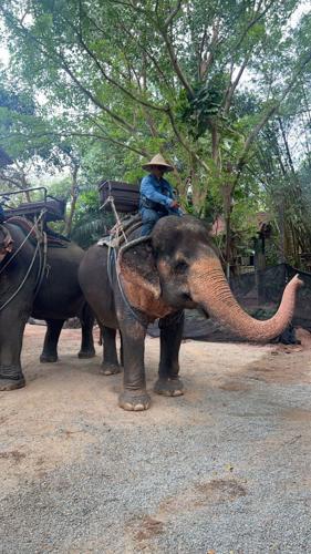 122724-cbn-news-thailand-p2 (elephant)