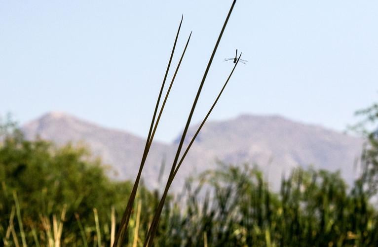 Lower Santa Cruz River