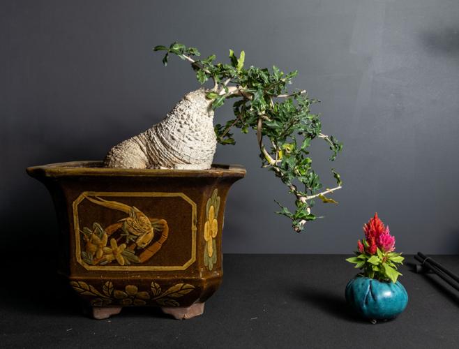 bonsai xl Bonsai Juniper XL Designer Choice Each 2m to 2.2m Plants UAE –  wellpottedplants main image 0