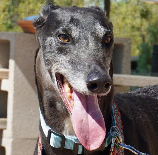 Adopt A Friend: Desi