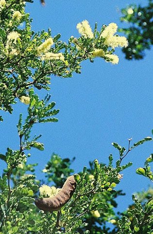 Garden Sage: Texas ebony