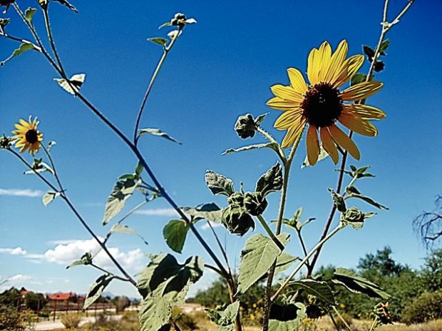 Cat photography: The eyes have it  