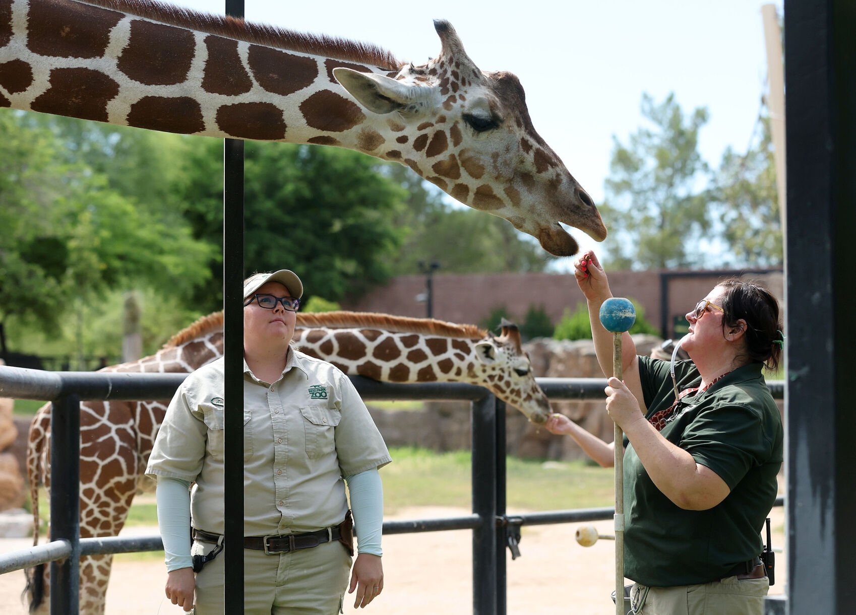 A Day In The Life Of A Reid Park Zoo Giraffe Zookeeper