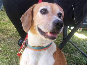 Adopt A Friend: Bonnie