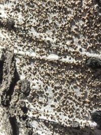 Oystershell scale can reduce vigor of tree