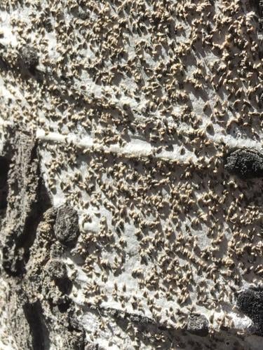 Oystershell scale can reduce vigor of tree