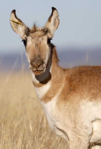 Pronghorn release