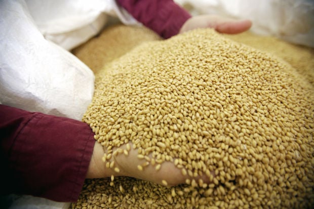 Heirloom White Wheat