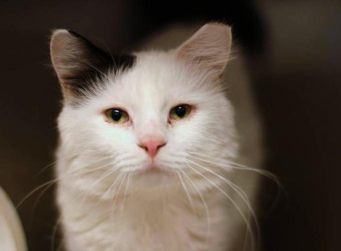 Adopt A Friend: Jack Jack