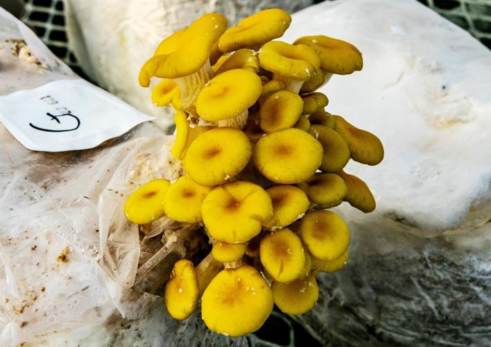 Arizona Mushroom Growing Group