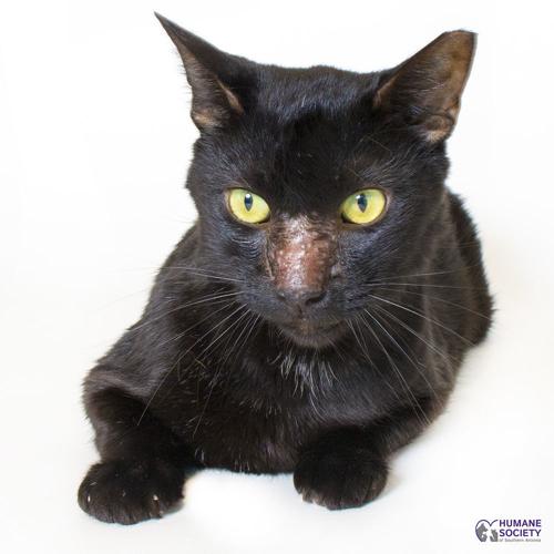 Adopt a friend: Dusty